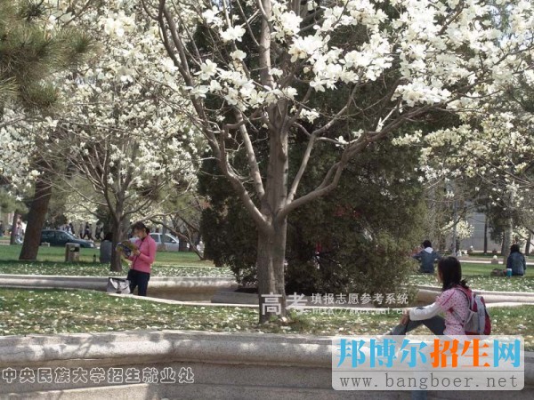 中央民族大学校园一角519