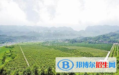 大理中专学校专业有哪些