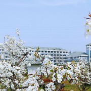 宿州职业技术学院单招报名时间