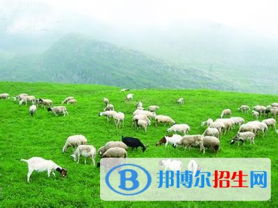 红河中专学校读什么专业好