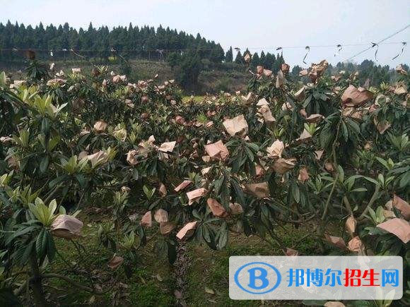 资阳读中专学校有前途吗