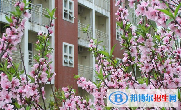 合肥世界外国语学校初中部地址在哪里