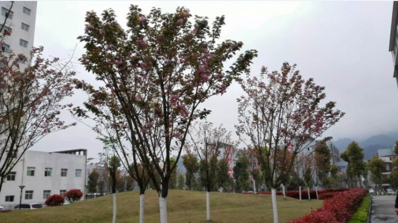 重庆旅游职业学院2022年招生代码