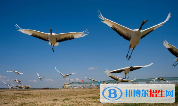 齐齐哈尔中考化学总分（满分）是多少分