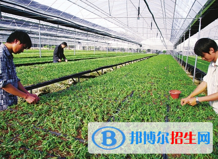 中草药栽培与加工技术专业好吗?