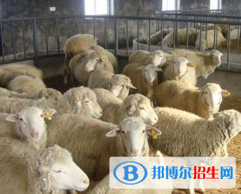 畜禽智能化养殖专业好吗?