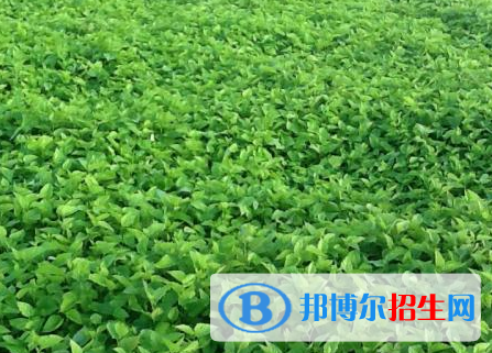 蚕桑技术专业好吗?