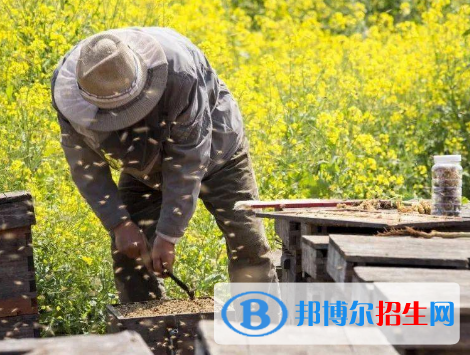 蜂学专业好吗?(蜂学专业)