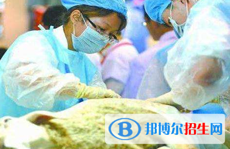 动物医学专业好吗?(动物医学专业)
