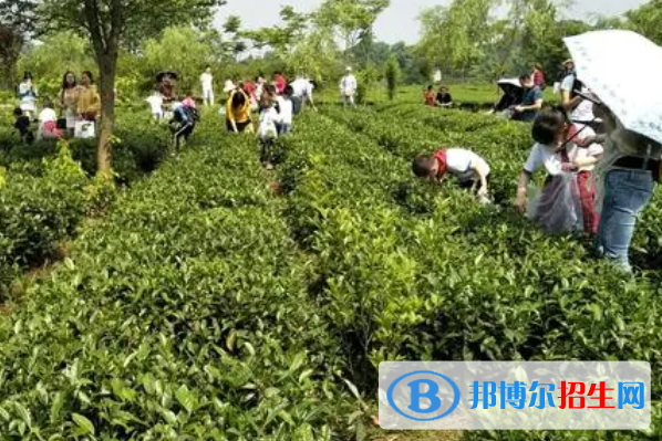 贵州省茶技术茶文化学校2023年学费、收费多少