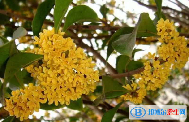 高考满分作文：描写桂花（3篇）