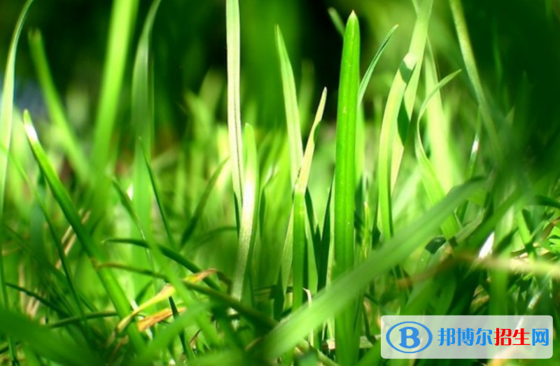 高考满分作文：小草（3篇）