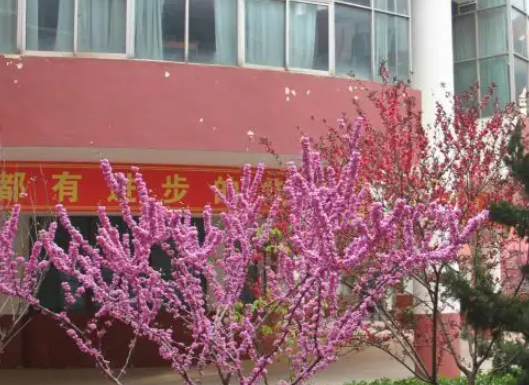 2023濮阳公办机电学校有哪些 濮阳公办机电学校名单一览表